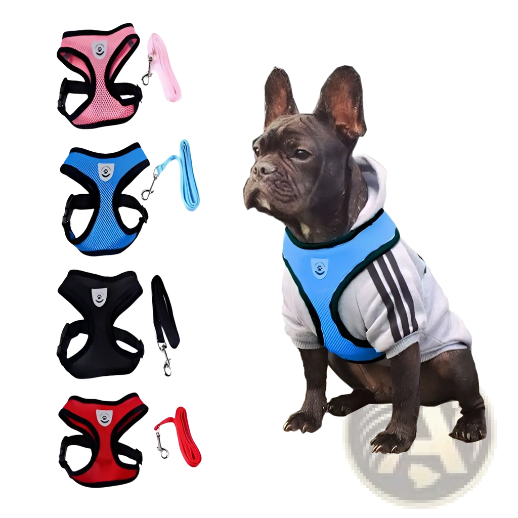 Reflective mesh dog harness with leash set in blue mesh and black trim designed for a french bulldog