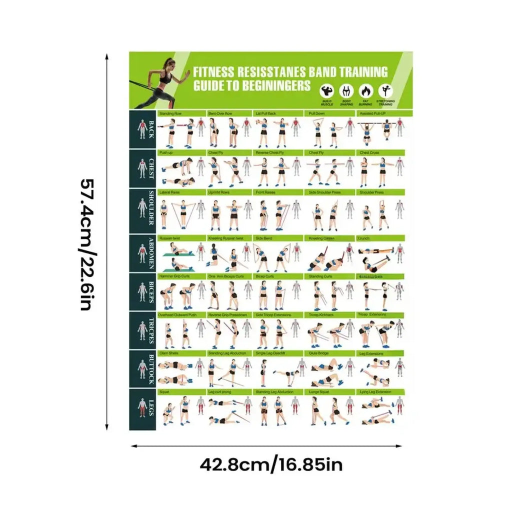 Green and white resistance band workout poster for beginners featuring home gym exercise guide and training chart