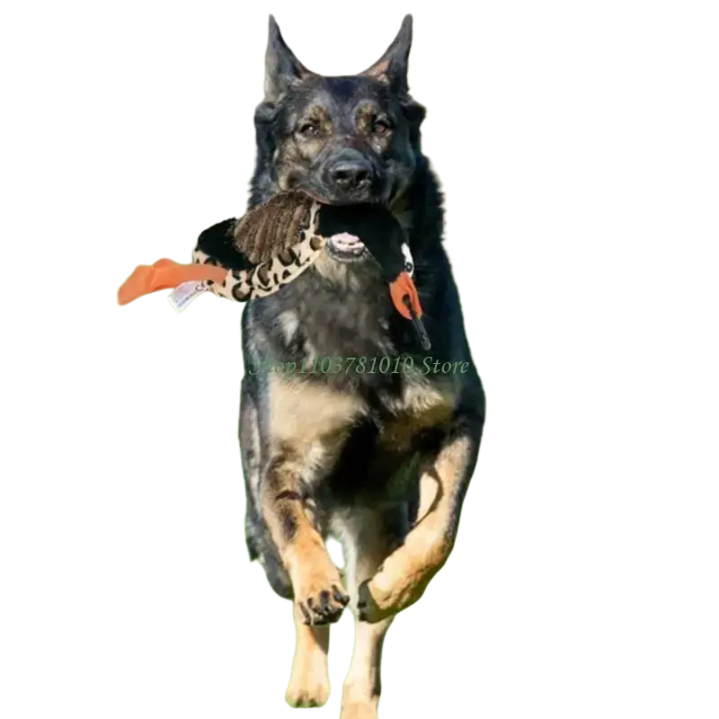 Black and tan german shepherd running with plush duck toy demonstrating retractable dog teaser with multiple accessories
