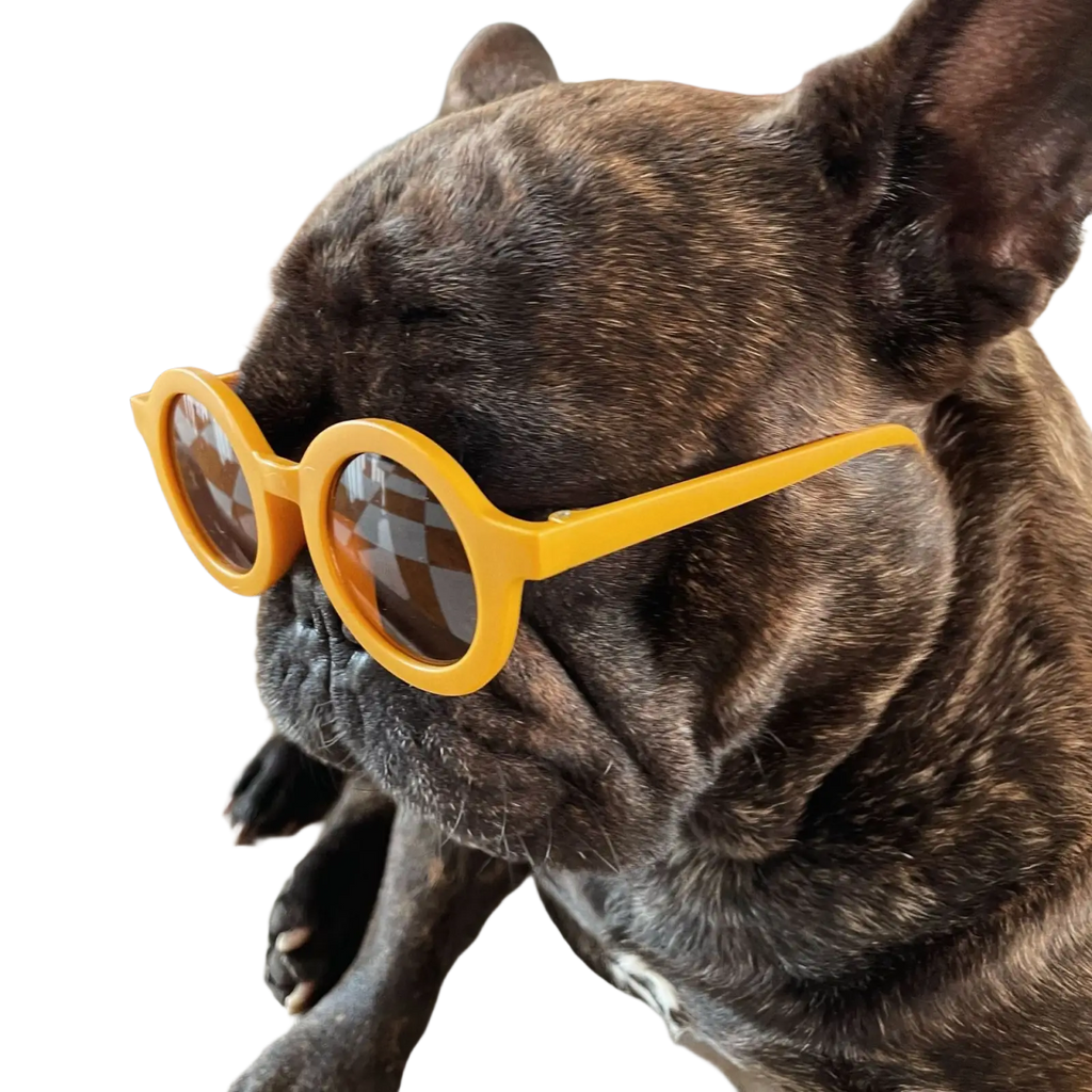 A french bulldog wears retro round dog sunglasses with bright yellow orange frame and reflective lenses