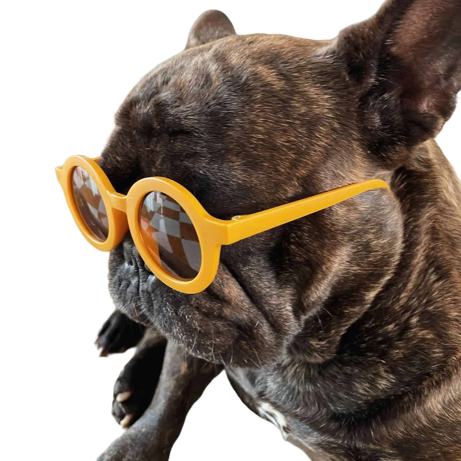 A french bulldog wears retro round dog sunglasses with bright yellow orange frame and reflective lenses