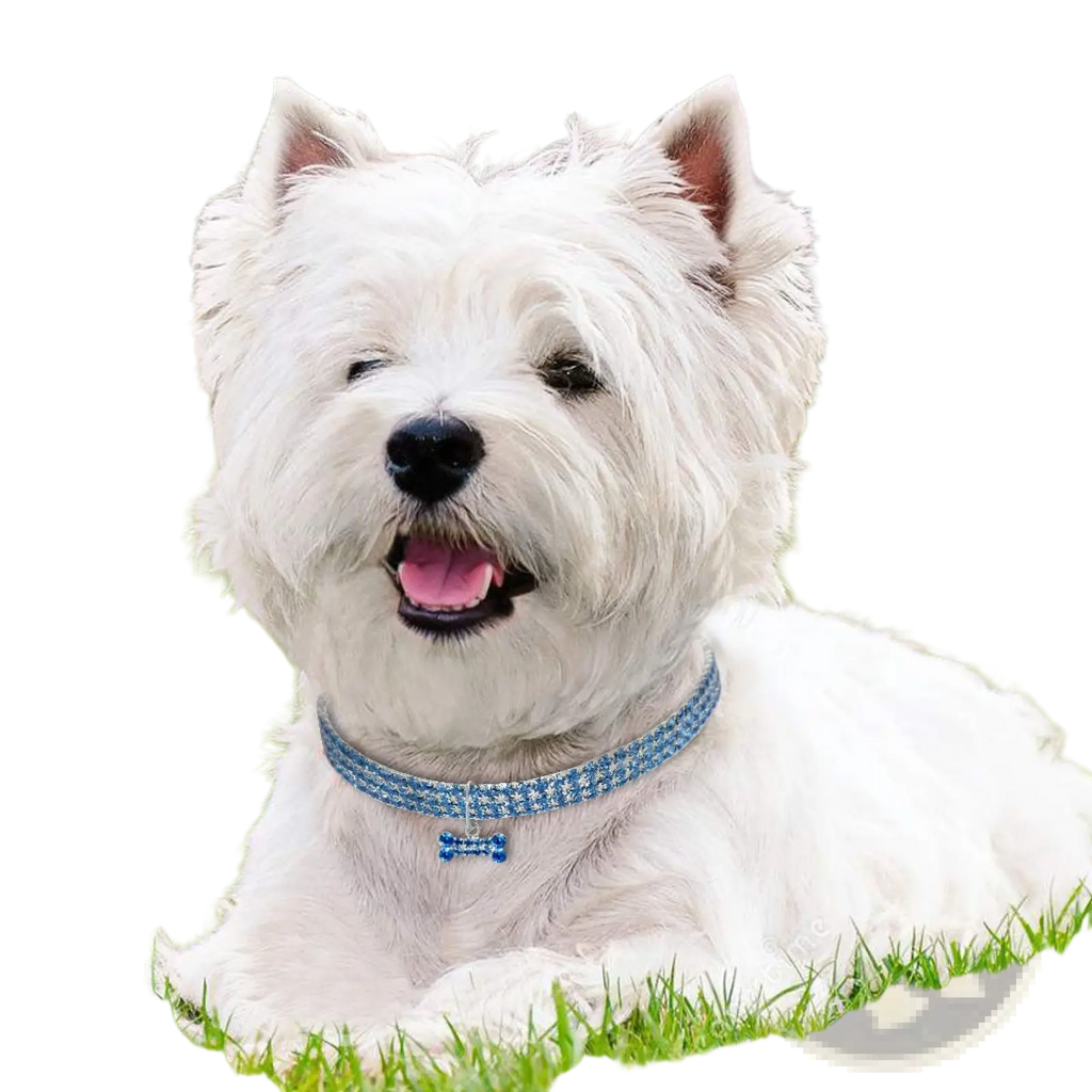 A rhinestone dog collar with sparkling blue crystals and a bone-shaped charm on a west highland white terrier