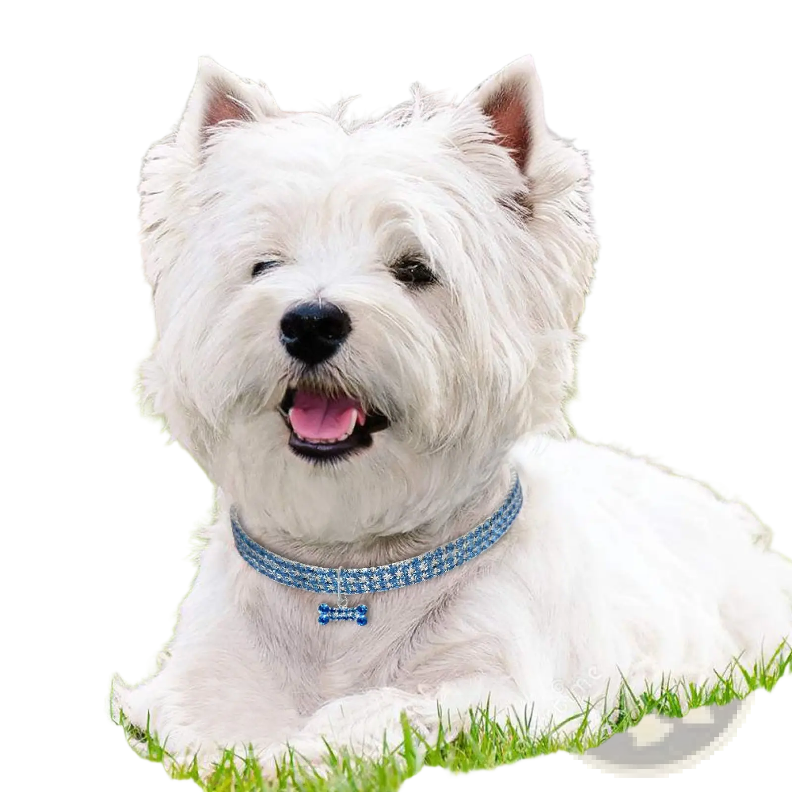A rhinestone dog collar with sparkling blue crystals and a bone-shaped charm on a west highland white terrier
