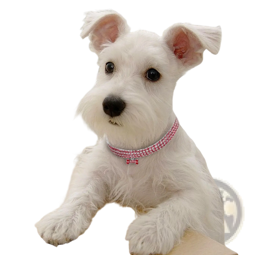 A sparkling pink rhinestone dog collar with crystal bone charm adorns a white dogs neck