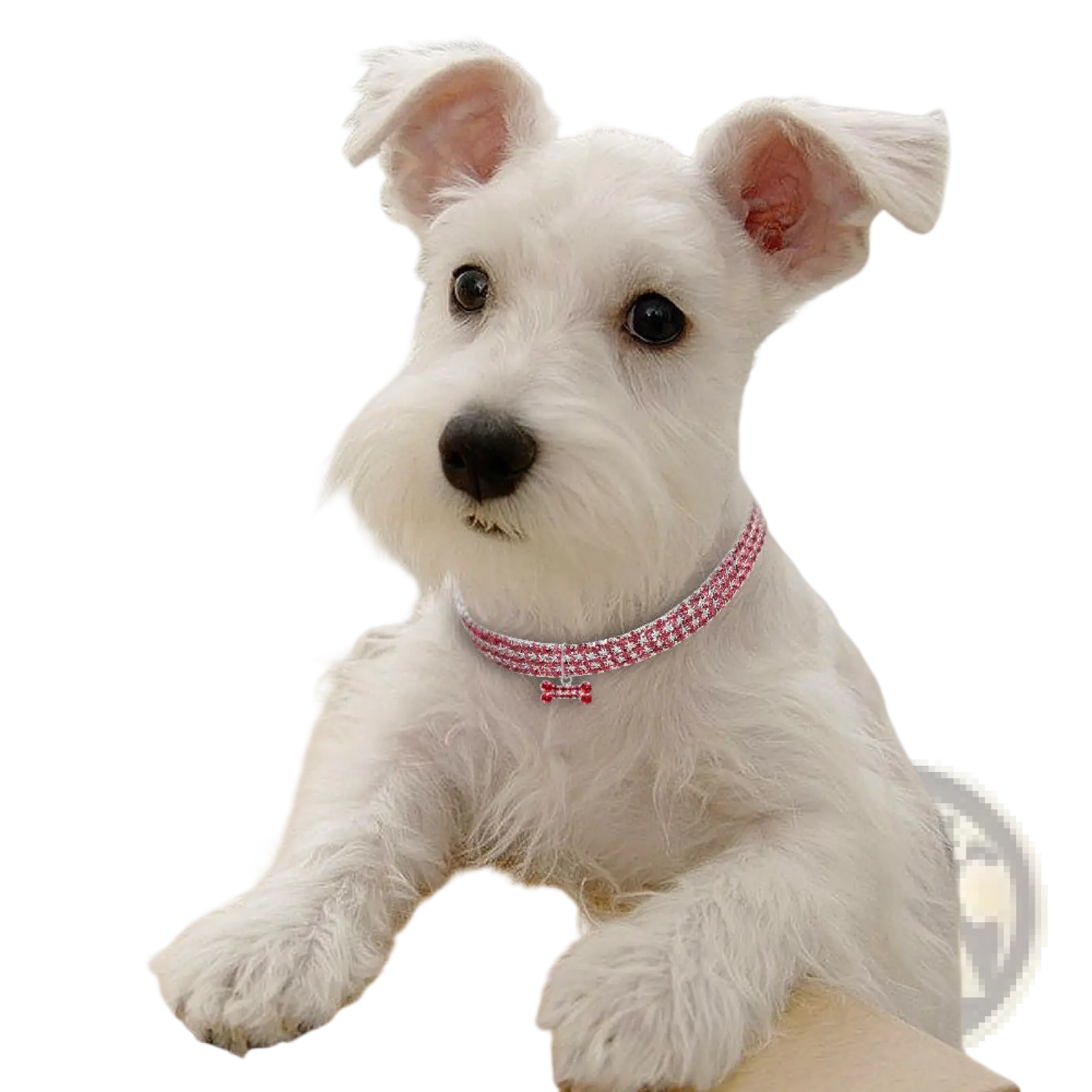A sparkling pink rhinestone dog collar with crystal bone charm adorns a white dogs neck
