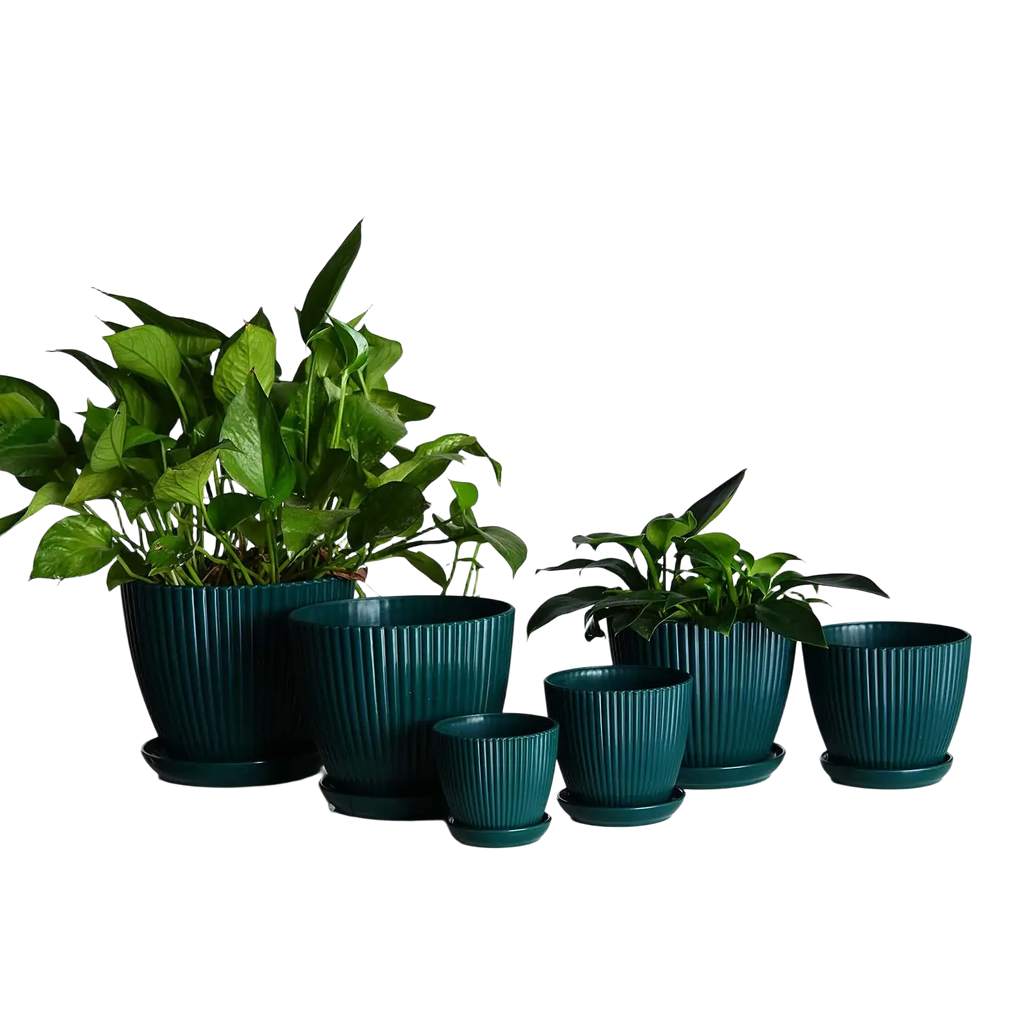Set of five dark teal ribbed plastic nursery pots with matching saucers each holding lush green foliage