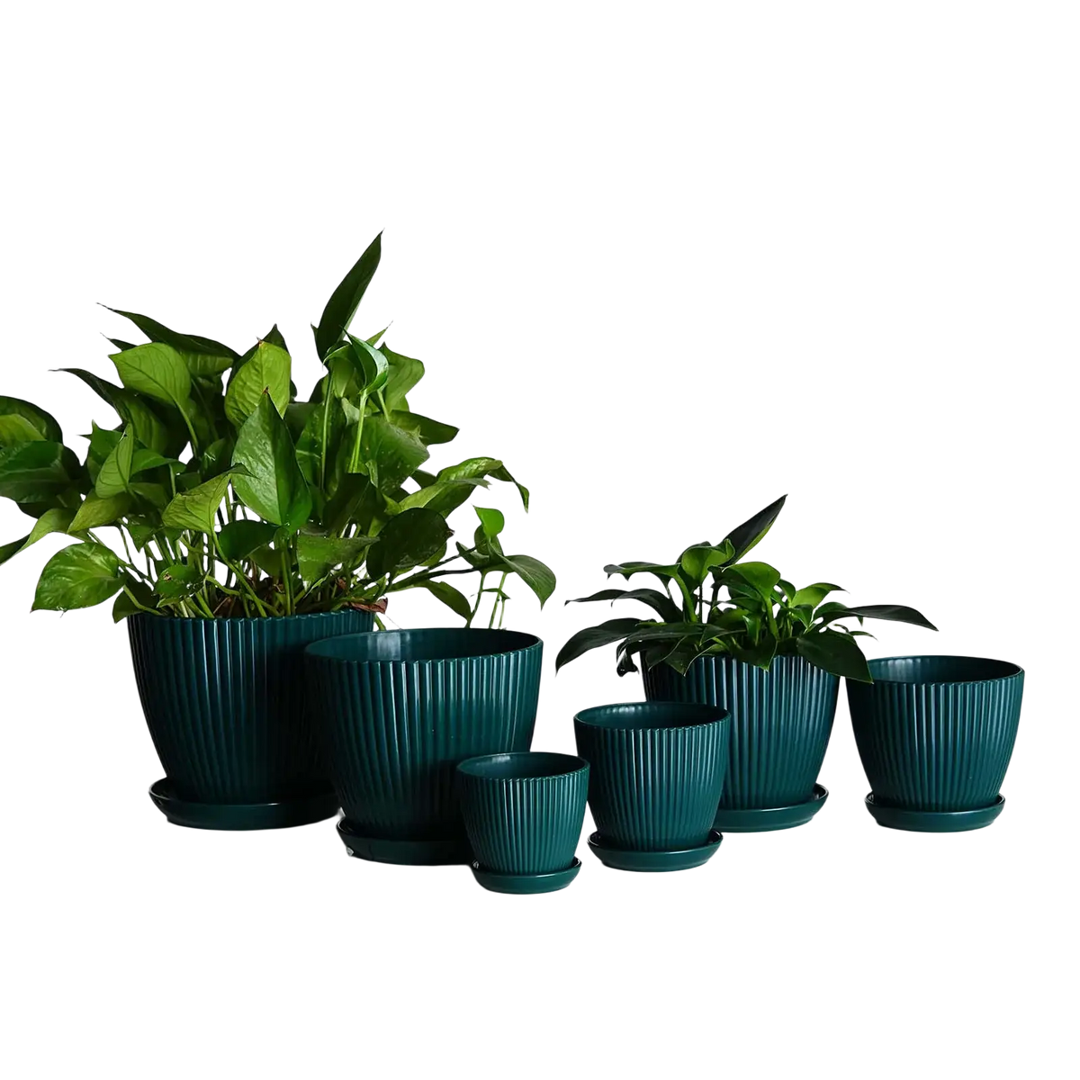 Set of five dark teal ribbed plastic nursery pots with matching saucers each holding lush green foliage