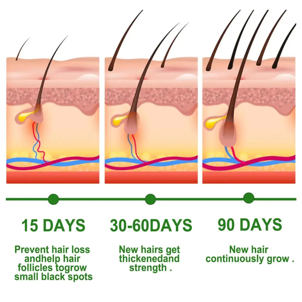 Educational infographic illustrating the three-stage hair growth cycle with labeled timelines for eelhoe rosemary essential oil use