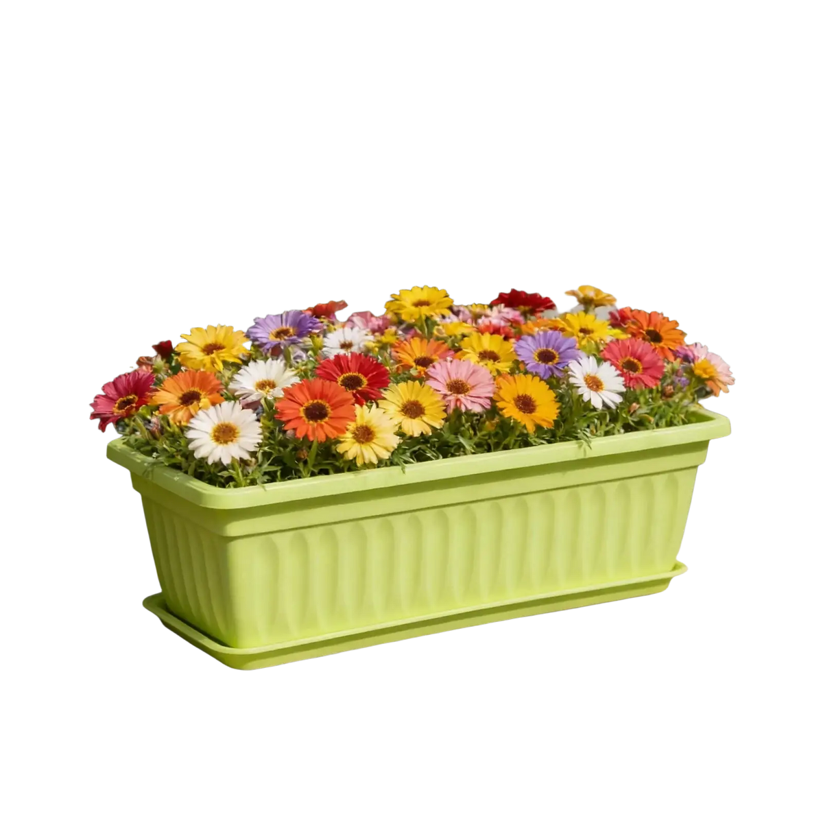 Bright lime green rectangular plastic seed trays with vertical ridged texture and matching tray filled with colorful daisies