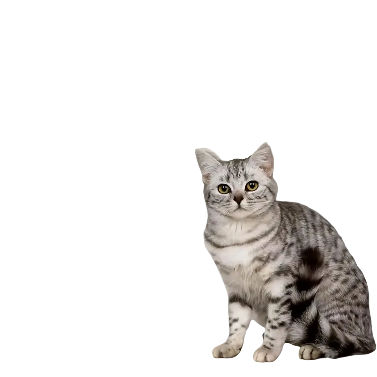 Silver tabby cat with green eyes beside a textured off-white self-adhesive cat scratching mat furniture protector