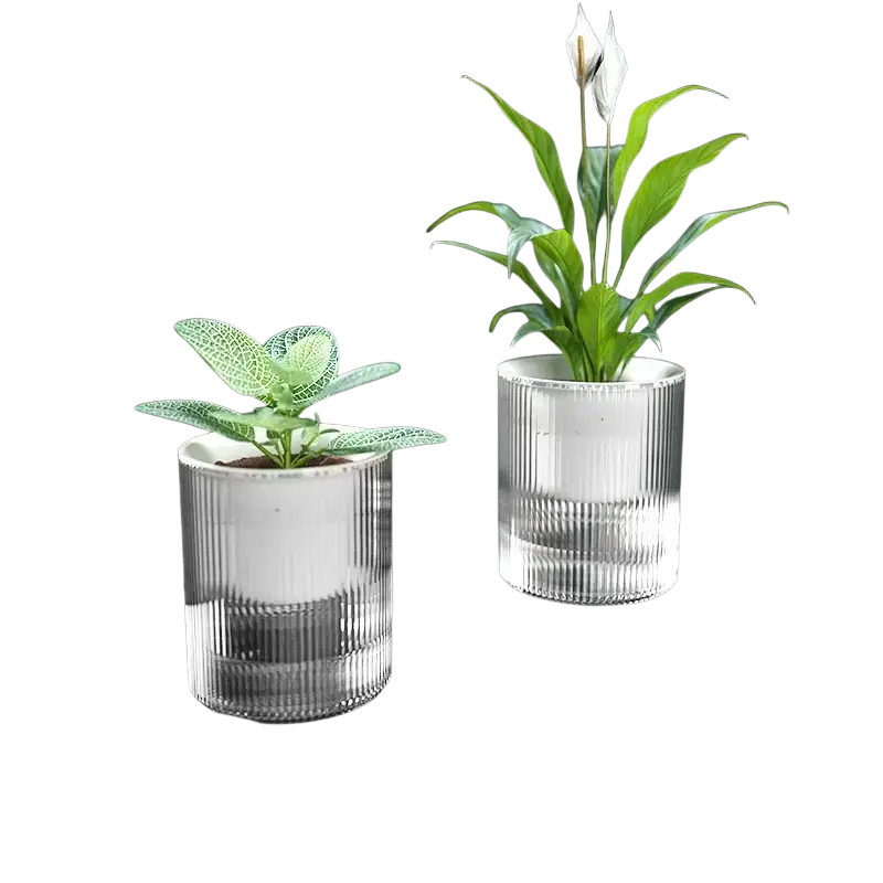 Clear ribbed glass self watering indoor plant pot with white interior holding green plants on desktop planter