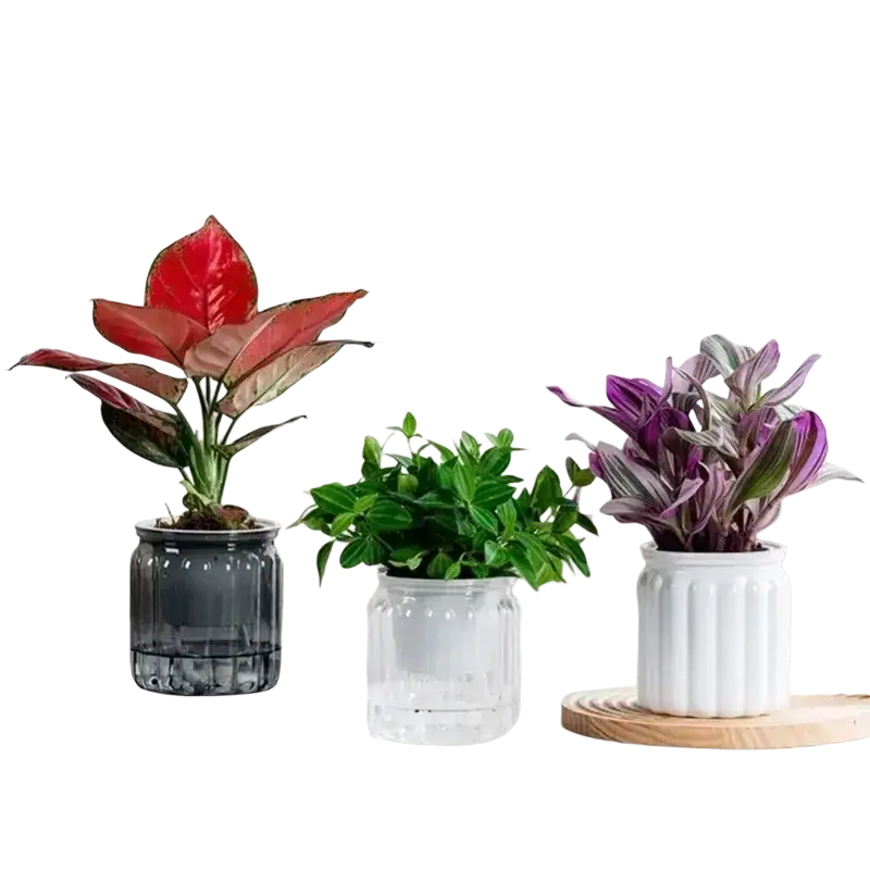 Three distinct potted plants in self watering mini plastic succulent pots featuring red, green, and purple-striped leaves