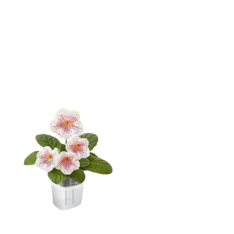 A delicate white artificial flower with pink speckled petals in transparent self watering plant pots 5-pack