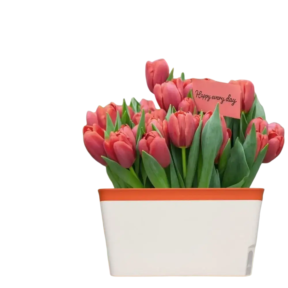 A white and orange self watering planter with water level window holding vibrant pink tulips for indoor plants