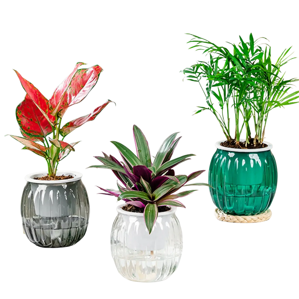 Three self-watering planters pots in transparent pumpkin style with ribbed glass in dark gray clear and teal green