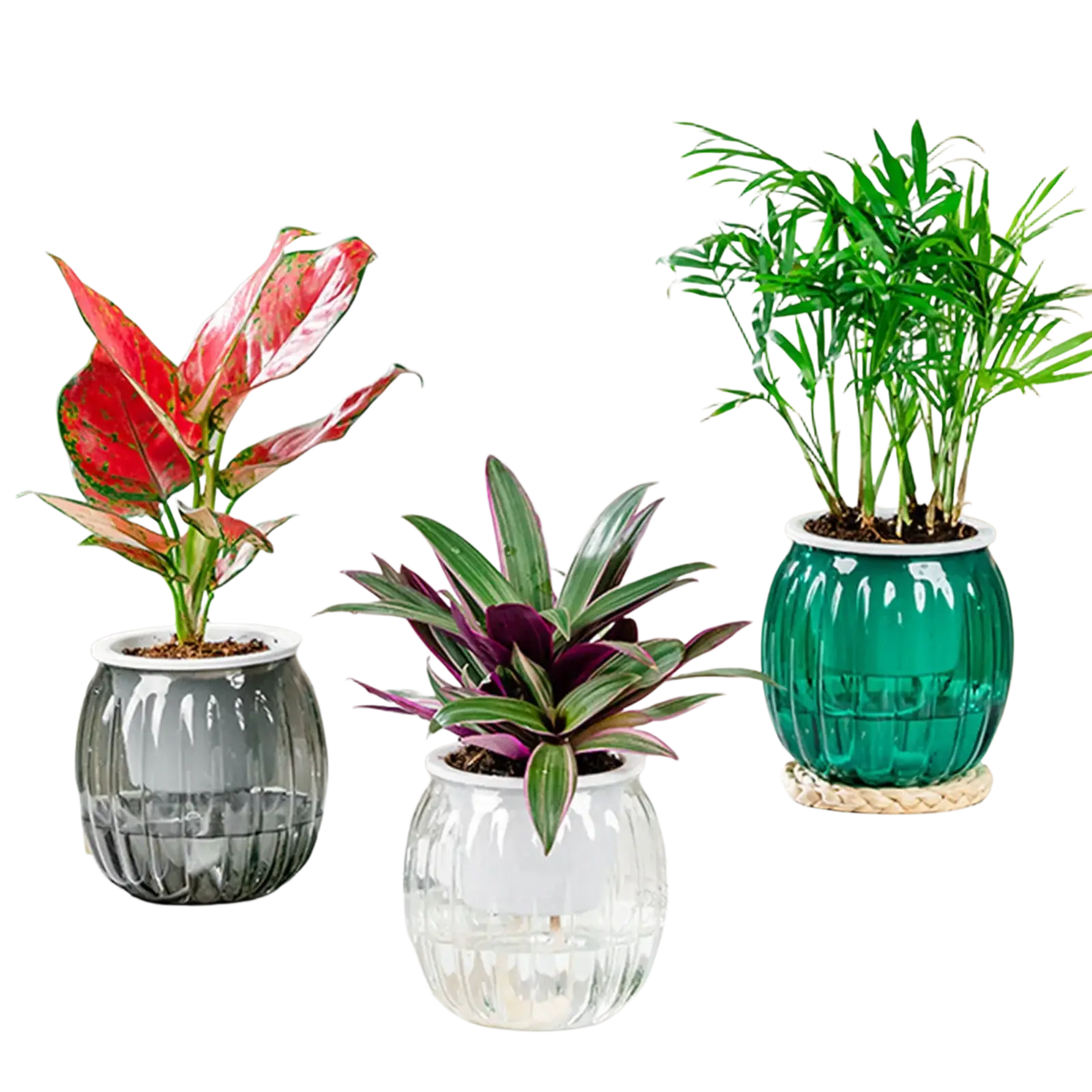 Three self-watering planters pots in transparent pumpkin style with ribbed glass in dark gray clear and teal green