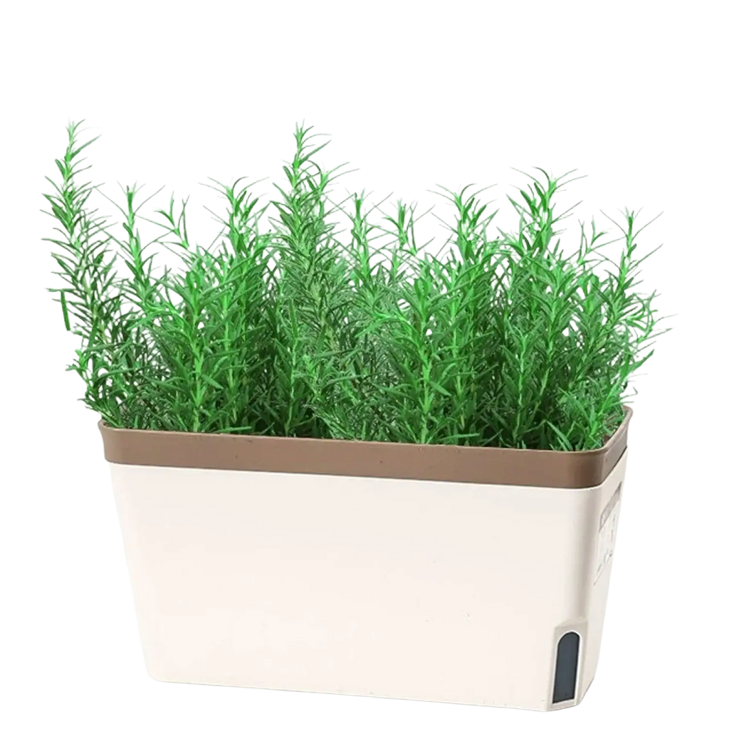 White and brown self watering plastic rectangular flower pots with cotton strips holding lush green rosemary plants