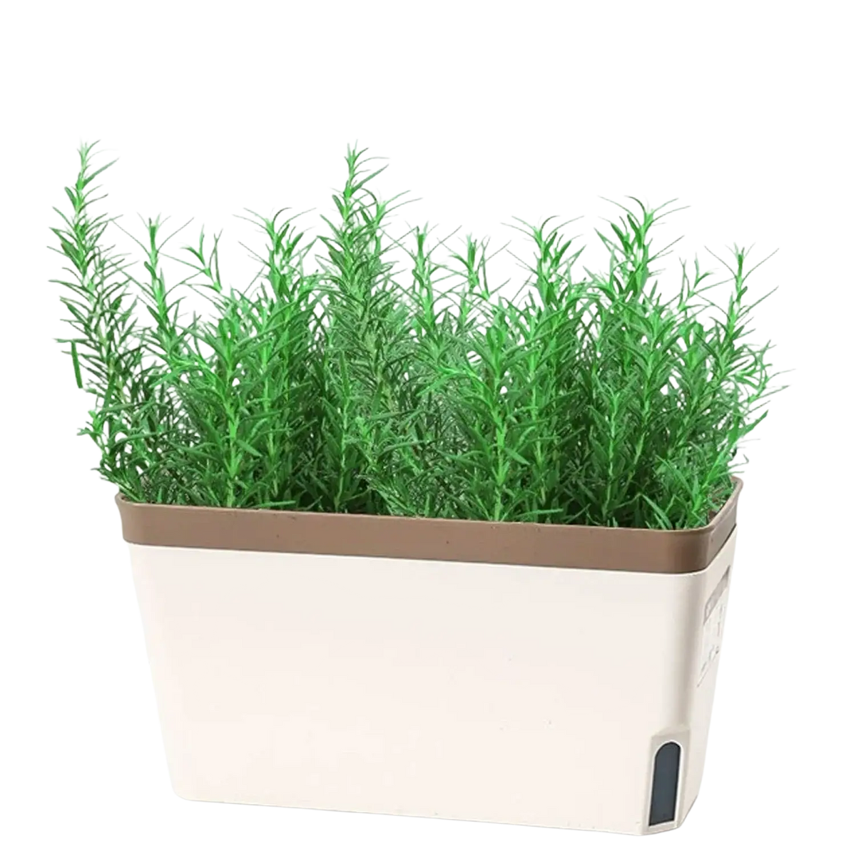 White and brown self watering plastic rectangular flower pots with cotton strips holding lush green rosemary plants