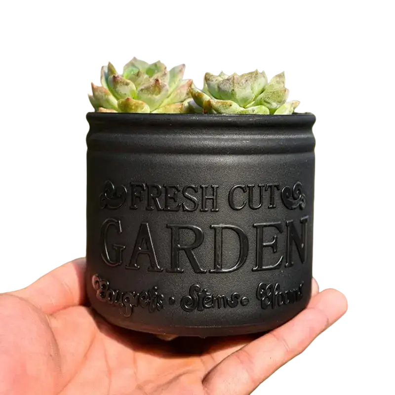 Black ceramic small size round planter pot with embossed fresh cut garden text holding small succulents inside