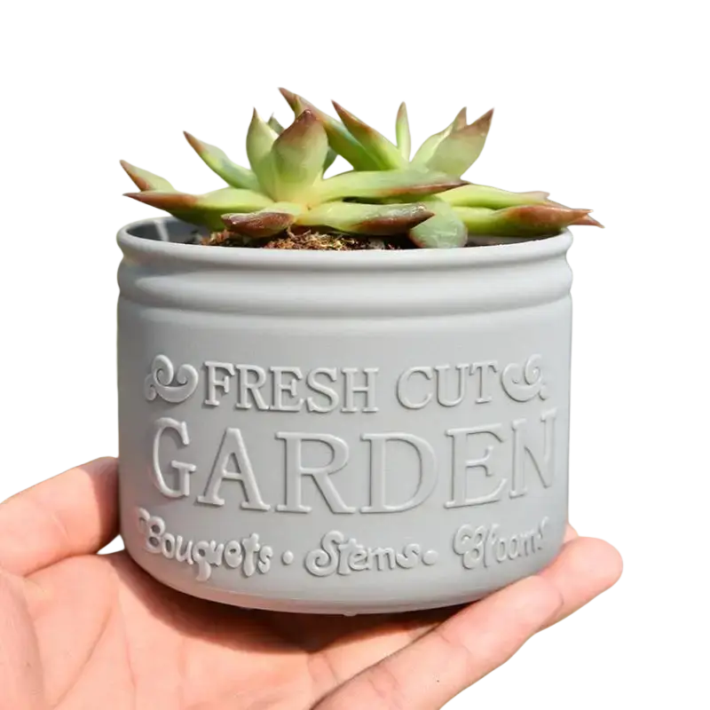 Small size gray ceramic planter pot with fresh cut garden embossing holding green succulent with reddish-brown tips