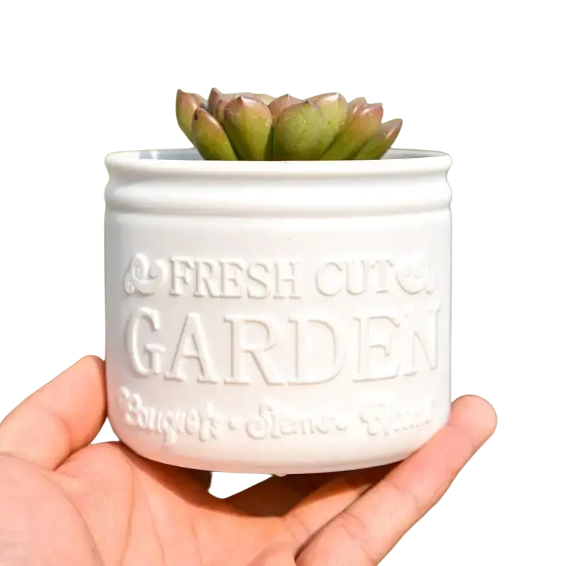 Small size white ceramic planter pot with embossed fresh cut garden text holding green purple succulent