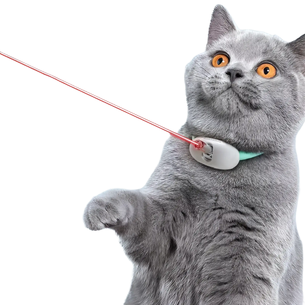 Gray british shorthair cat wearing a light green smart laser collar with white oval usb training toy attachment