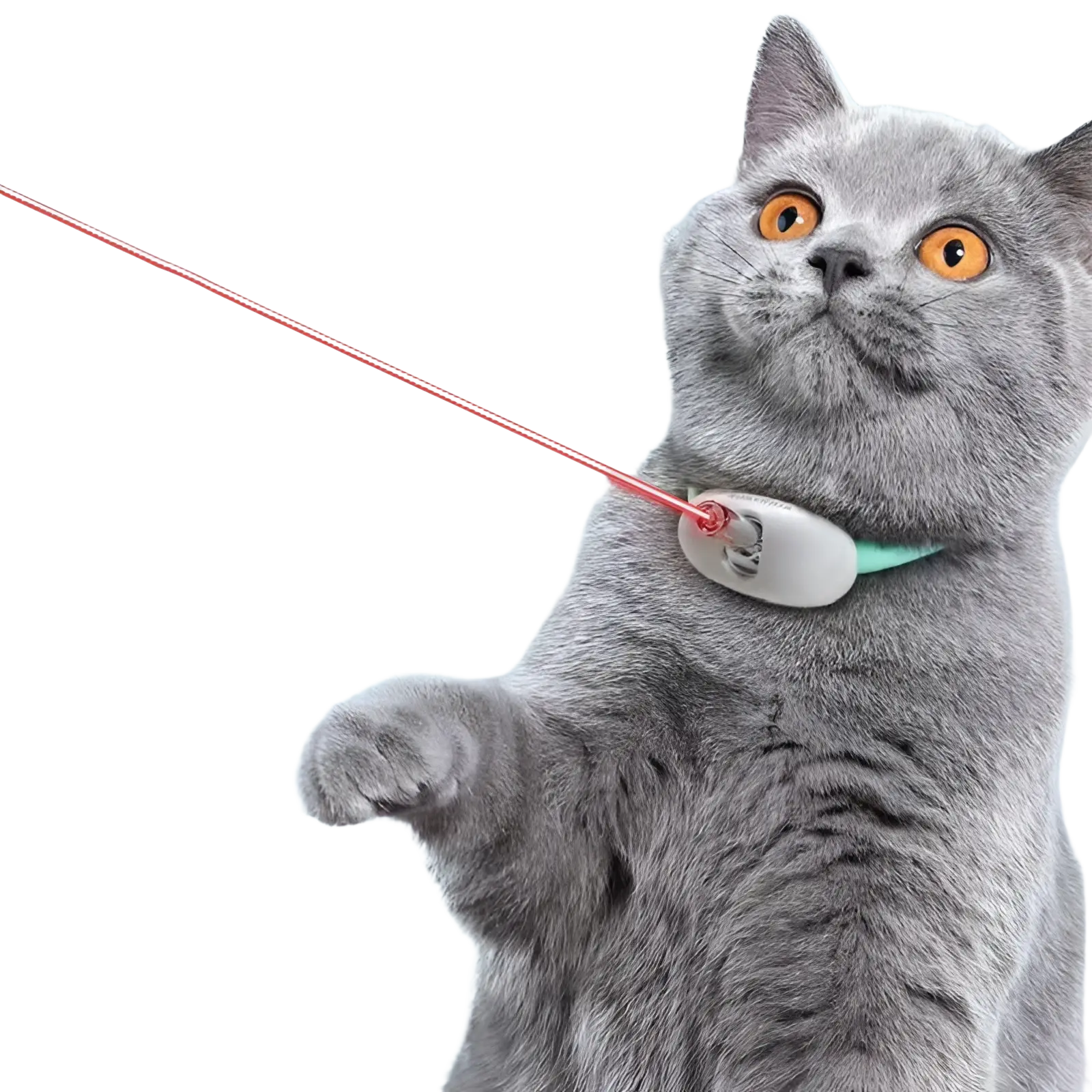 Gray british shorthair cat wearing a light green smart laser collar with white oval usb training toy attachment