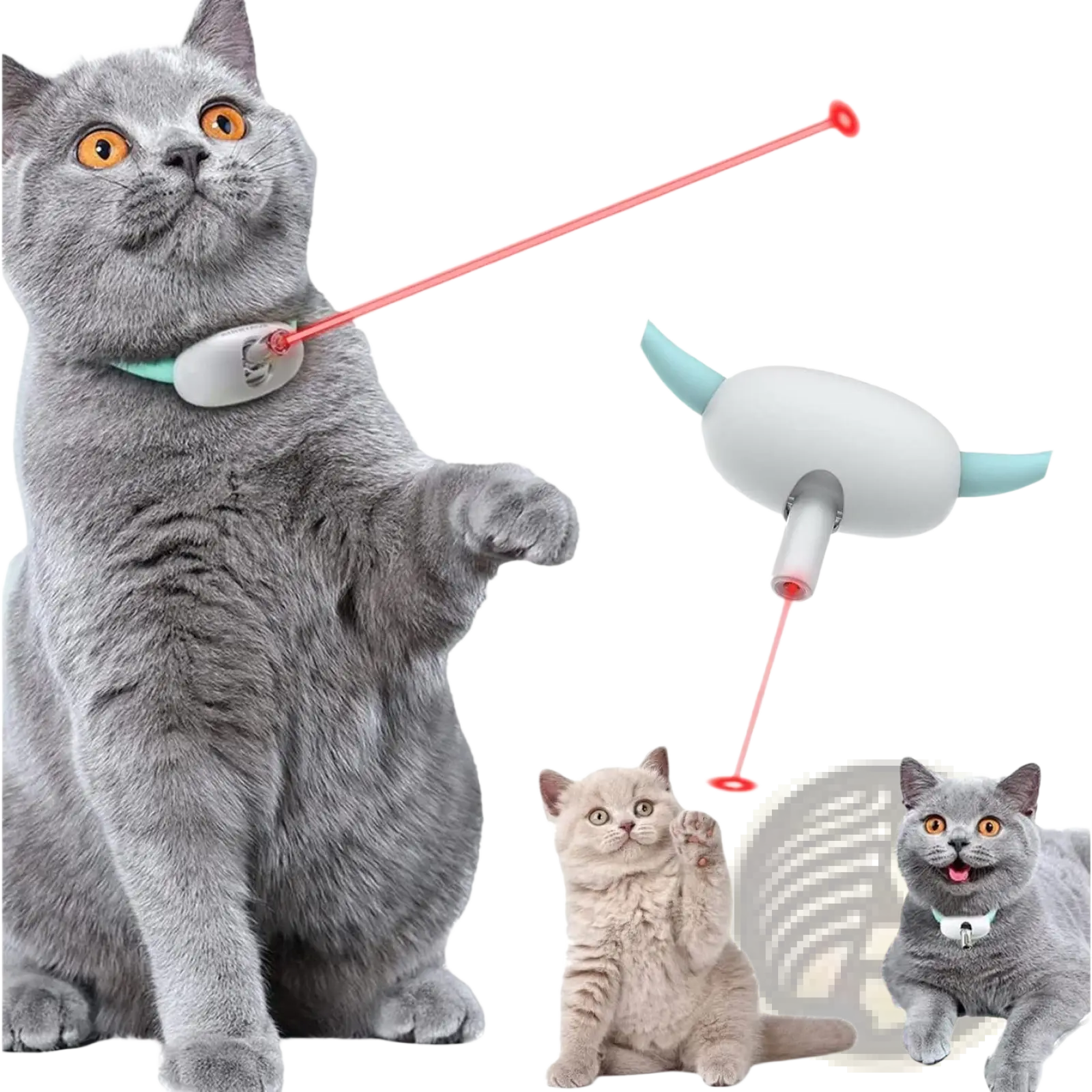 Gray British Shorthair cat wearing a teal smart laser cat collar interactive USB training toy holding a red laser pointer device