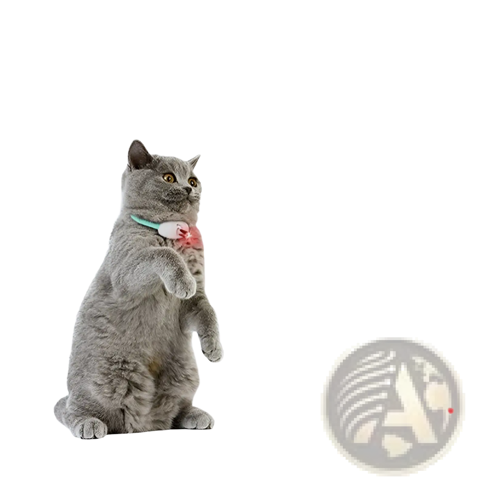 Gray cat wearing a smart laser cat collar with a light blue usb interactive laser training toy device