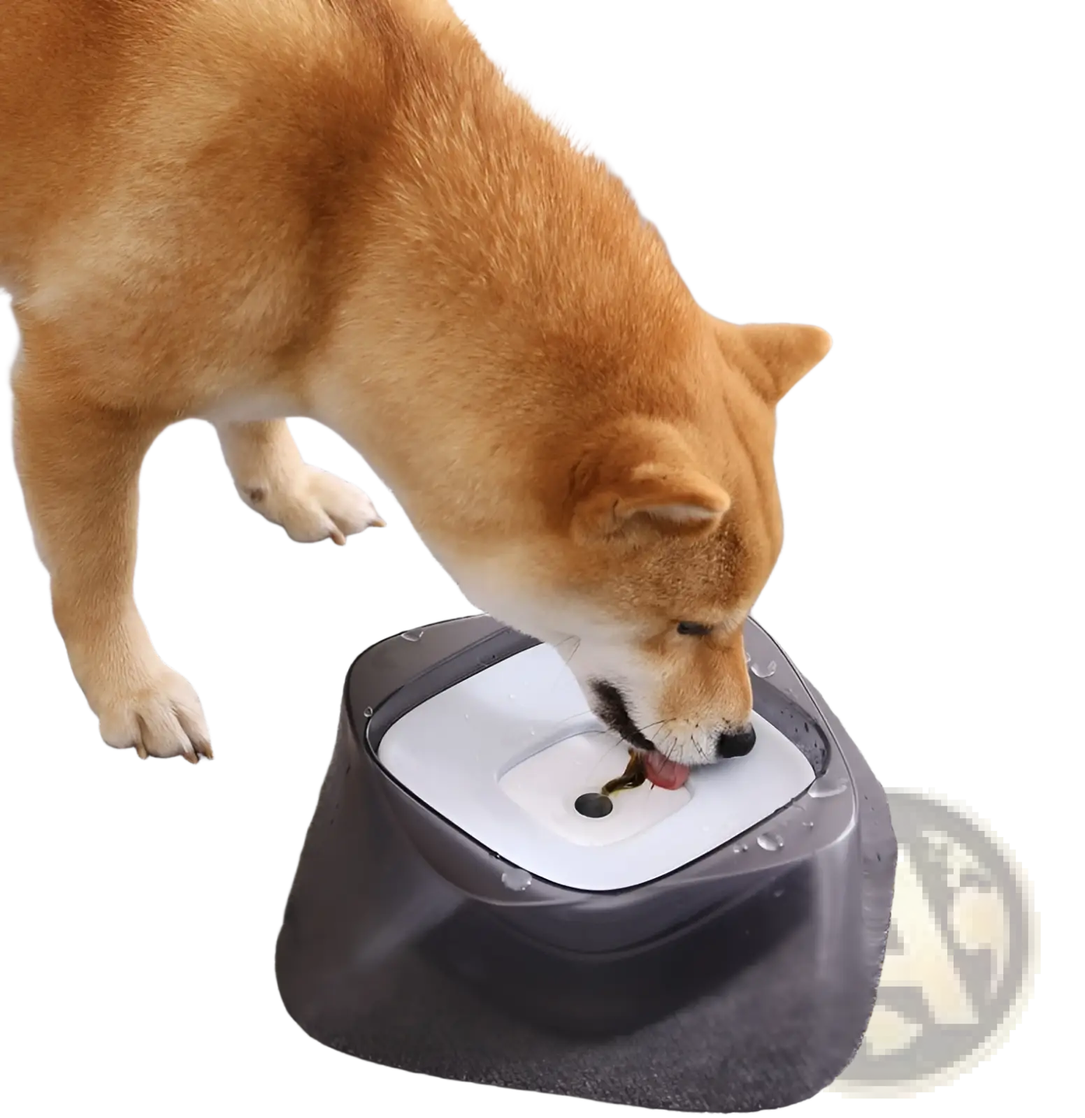 Black and white no spill dog water bowl with sleek modern design for splash free pet feeding