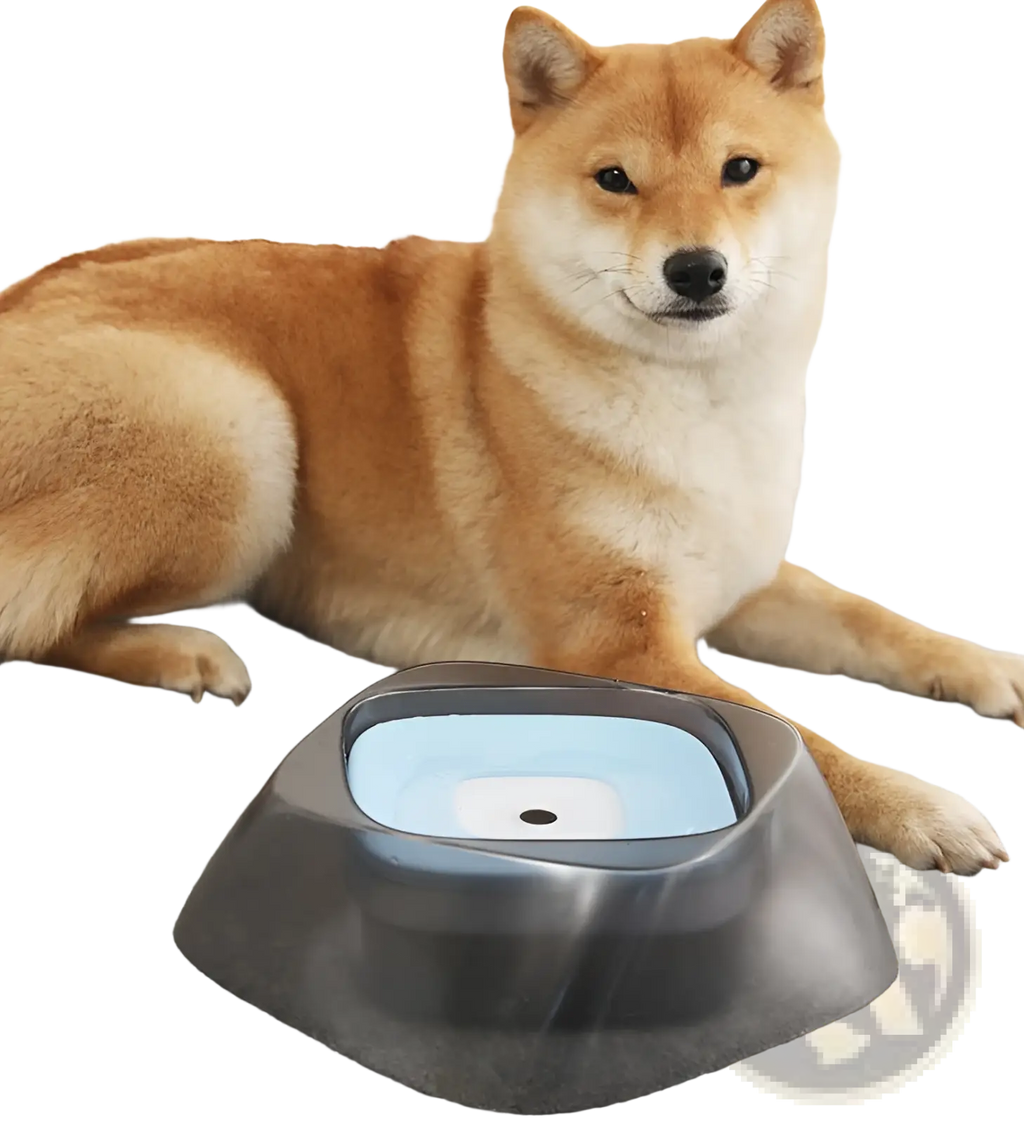 A sleek modern no spill dog water bowl with dark gray exterior and light blue interior for splash free feeding
