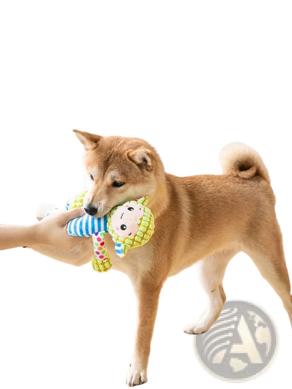 Colorful squeaky plush dog toy with striped body and green knitted face designed for interactive molar chewing
