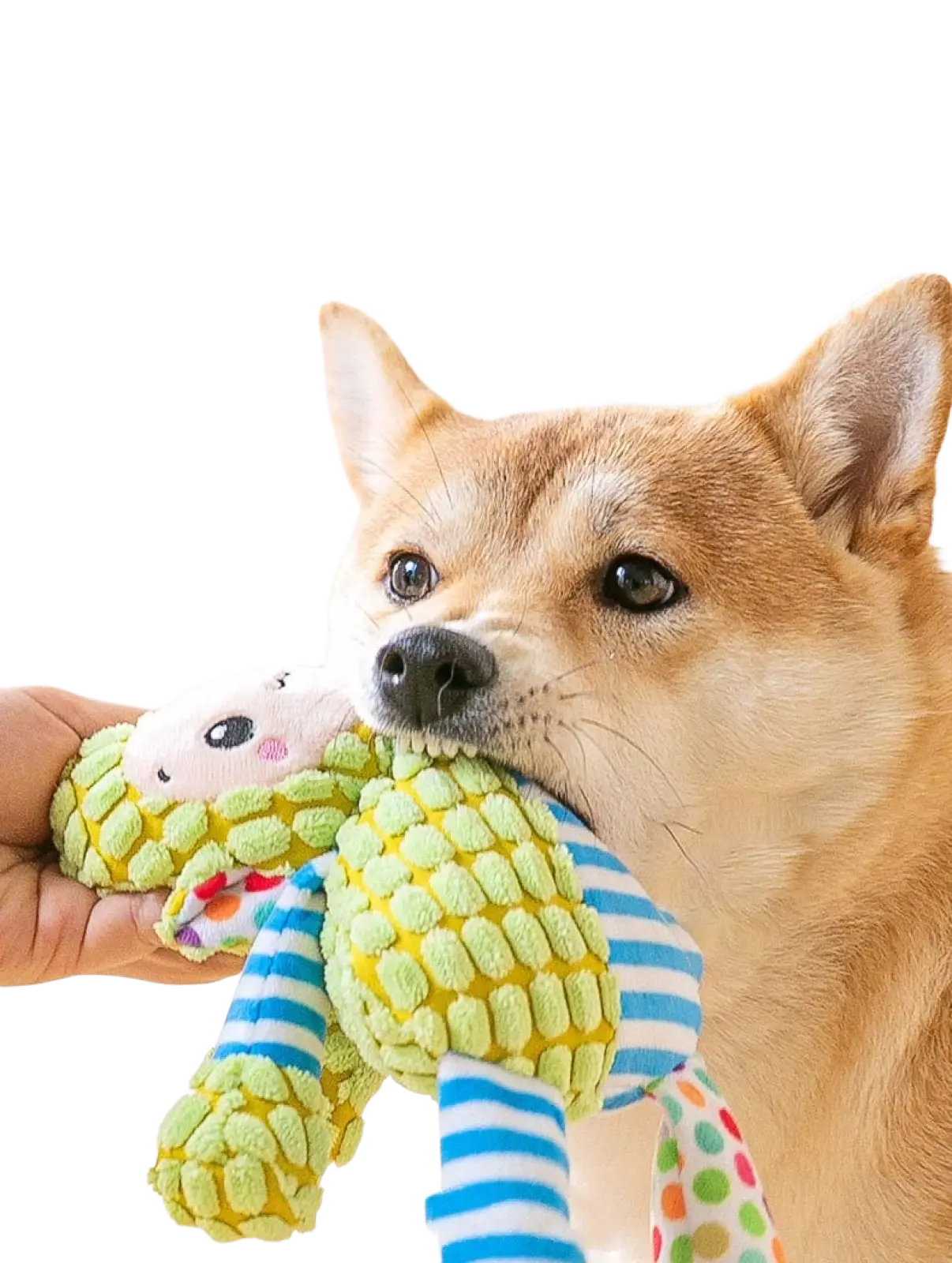 Squeaky plush dog toy in lime green and yellow shaped like corn with blue striped arms and polka-dotted legs for chewing