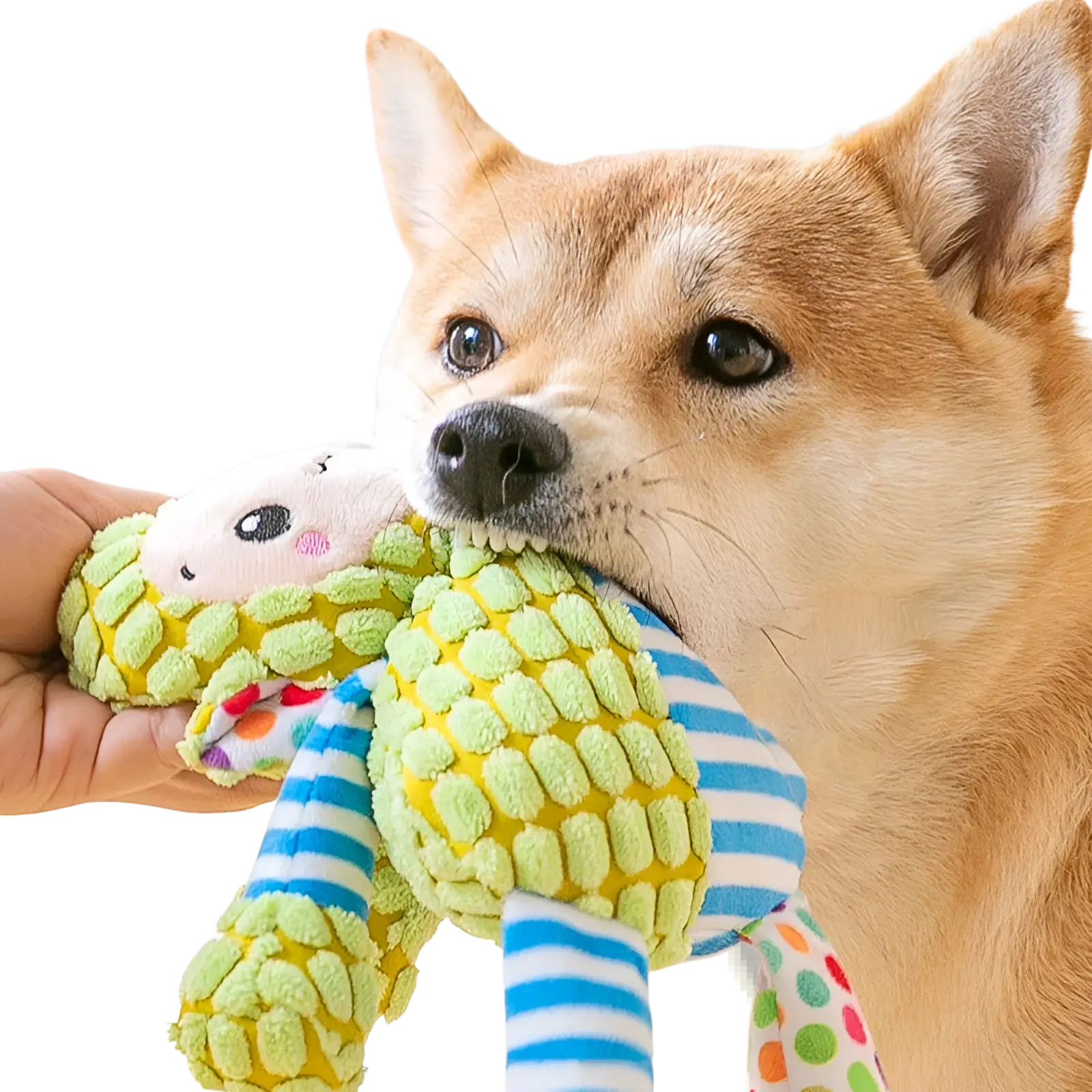 A plush lime green and yellow squeaky dog toy with blue and white striped limbs for interactive molar chewing