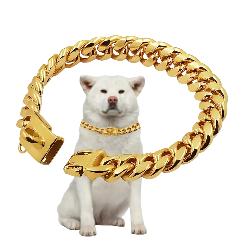 Gold-colored stainless steel dog collar with thick Cuban link design and sturdy clasp for secure wear