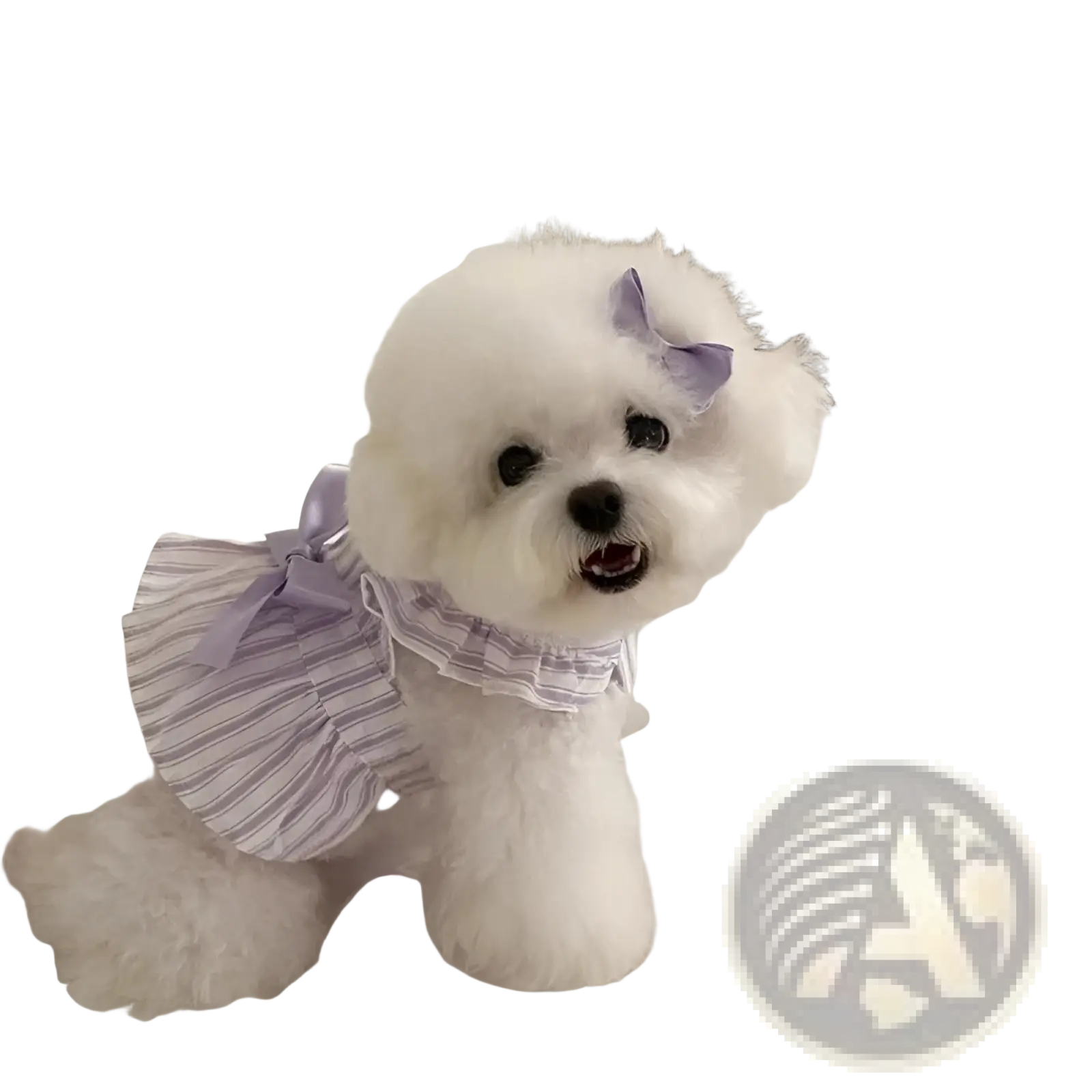 A fluffy white dog wearing a lavender and white striped ruffled princess dog dress with matching bow accents