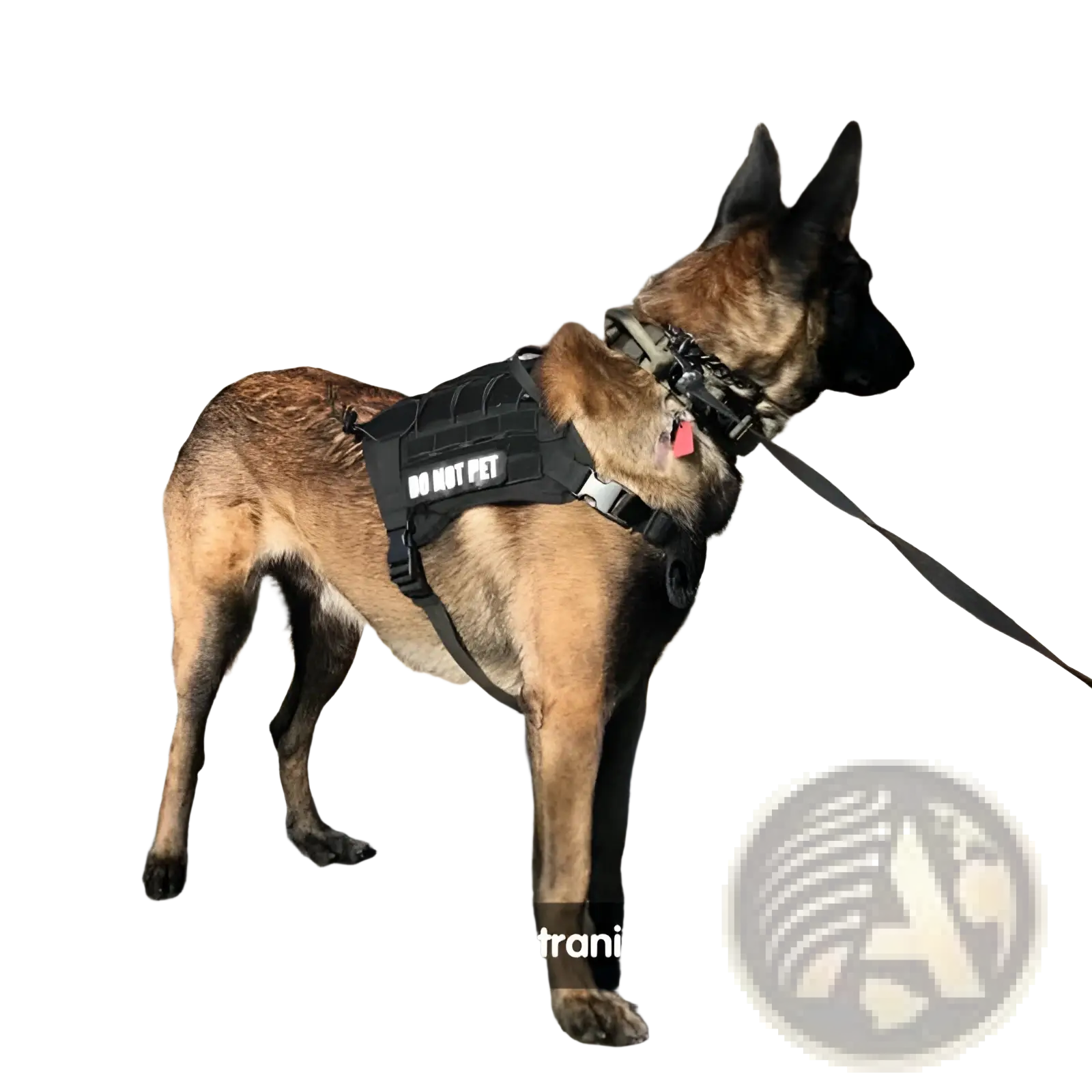 A german shepherd wearing a black tactical vest with do not pet print, shown with a tactical bungee dog leash