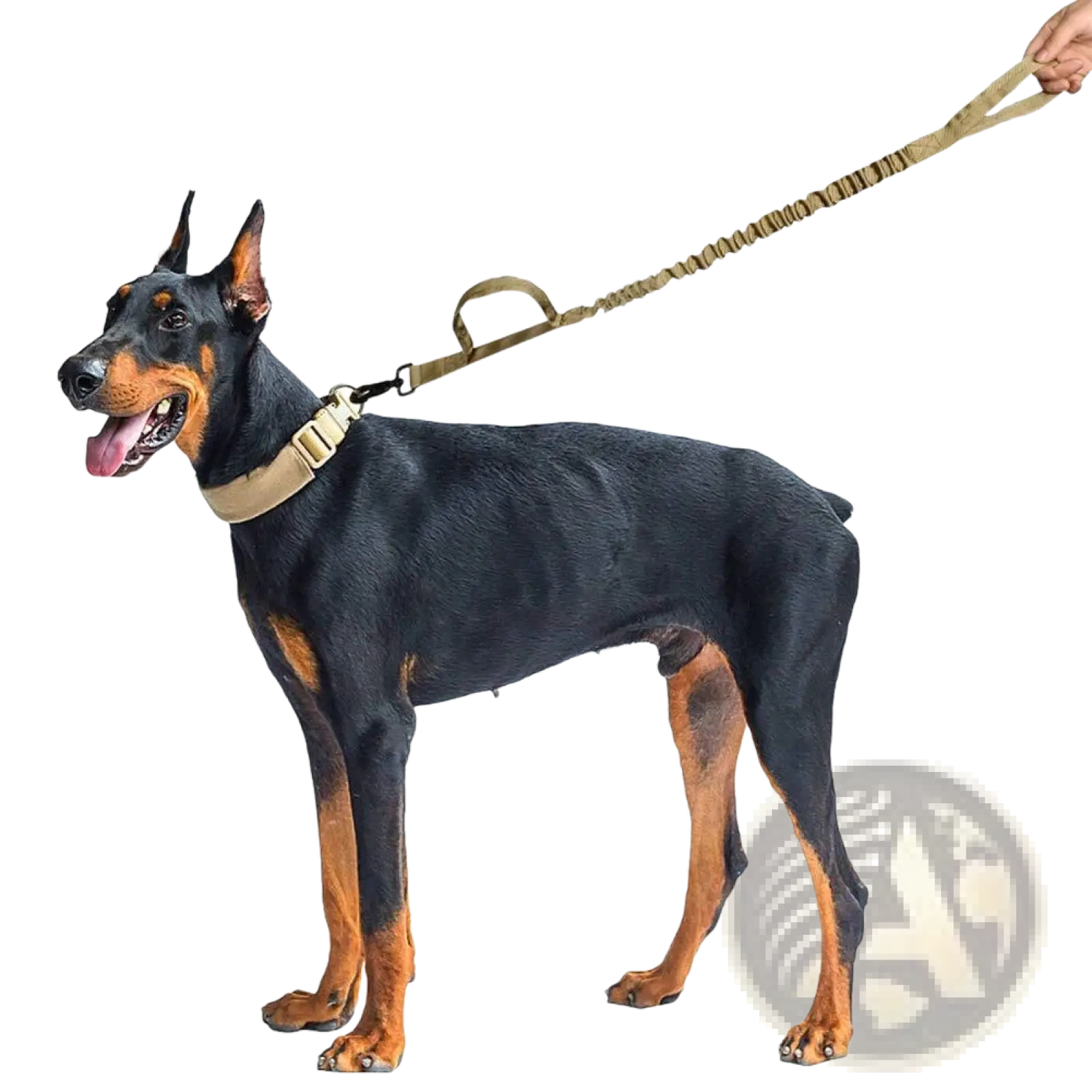 Tan elastic tactical bungee dog leash with adjustable collar and reinforced handle for dual control use