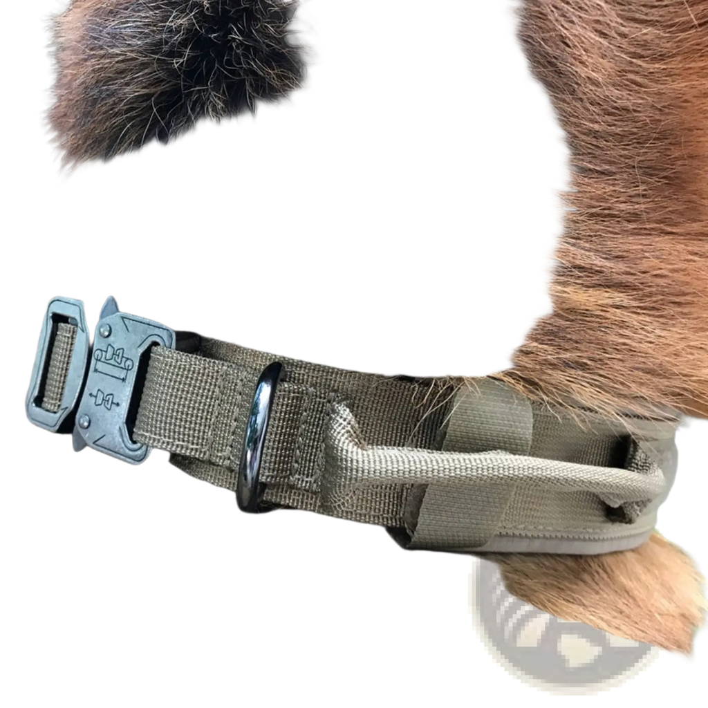 Olive green tactical dog collar made of durable 1000d nylon with gray plastic buckle and black metal d-ring