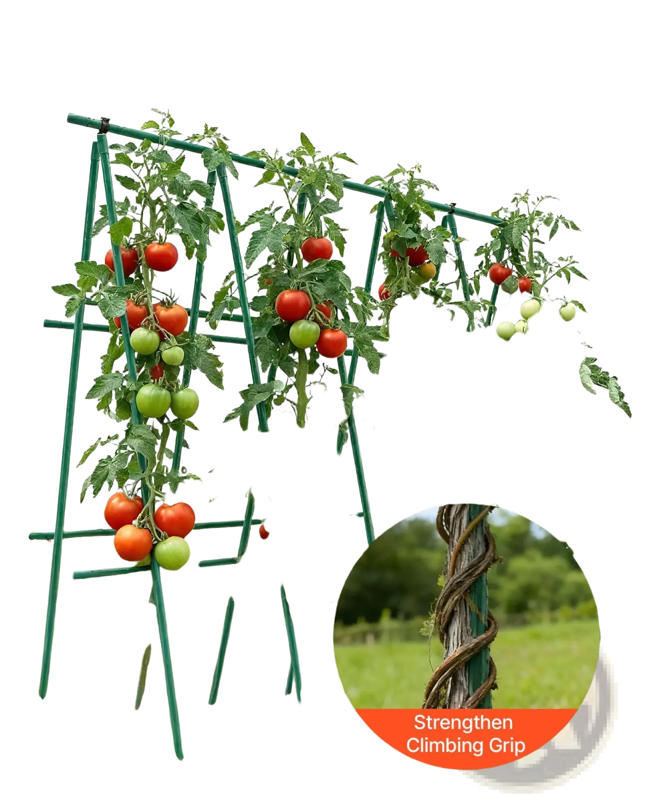 Green metal tomato trellis with non slip bump design and reinforced climbing grip in 71 inch plant support stake