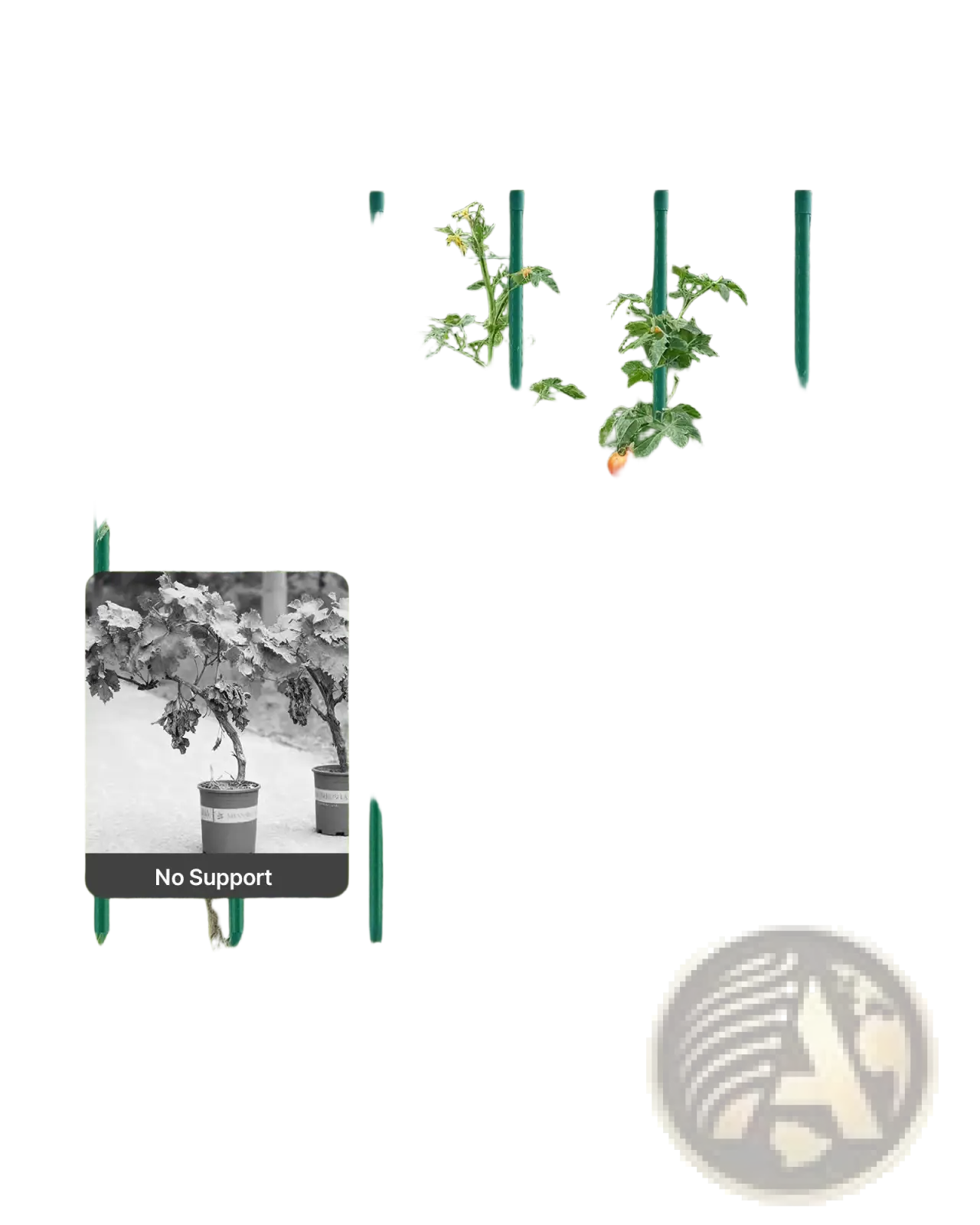 Green plastic tomato plant trellis with vertical stakes and horizontal wires for vine support in 50 pack metal set