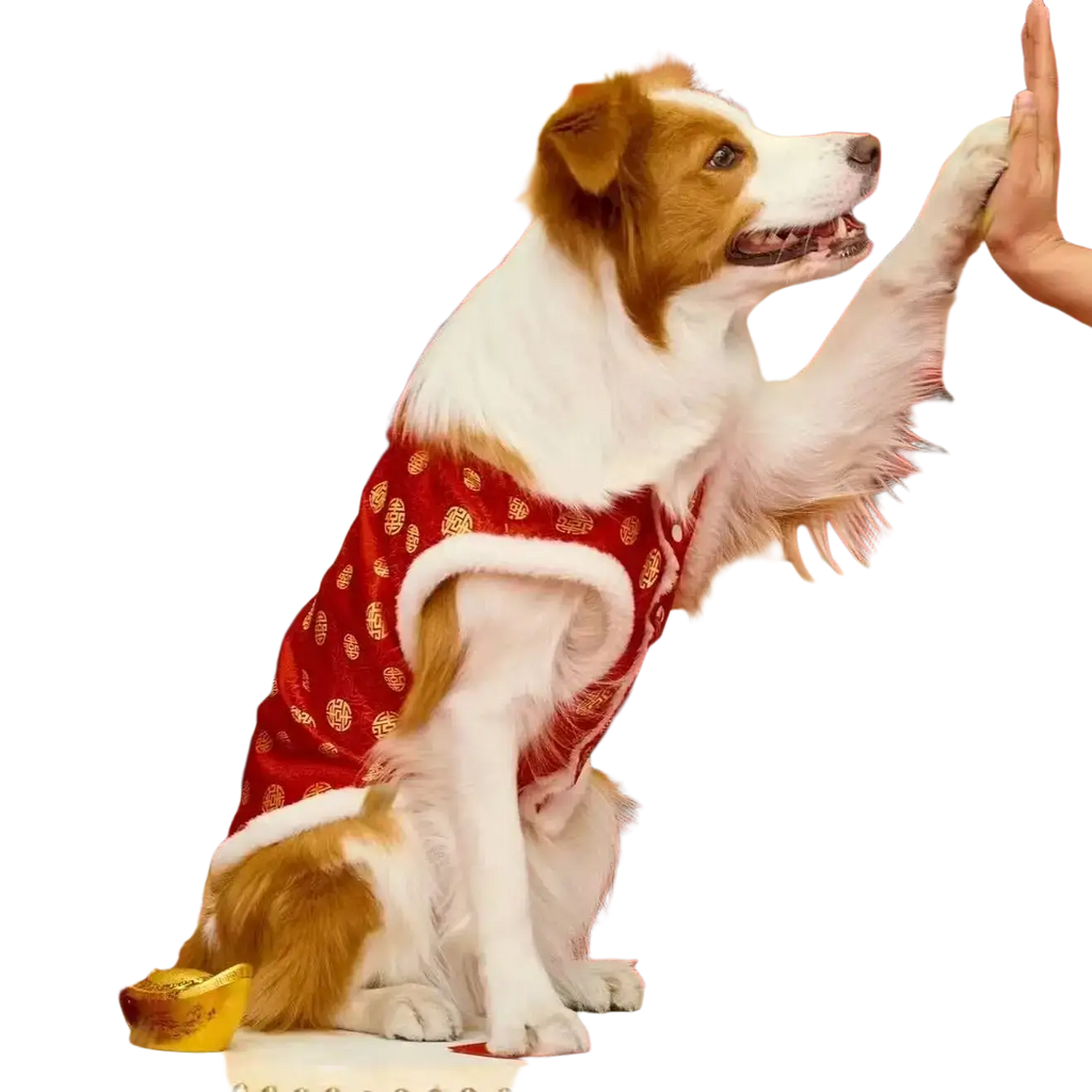 A brown and white dog wearing red traditional Chinese pattern pet clothing with white fur trim for large dogs