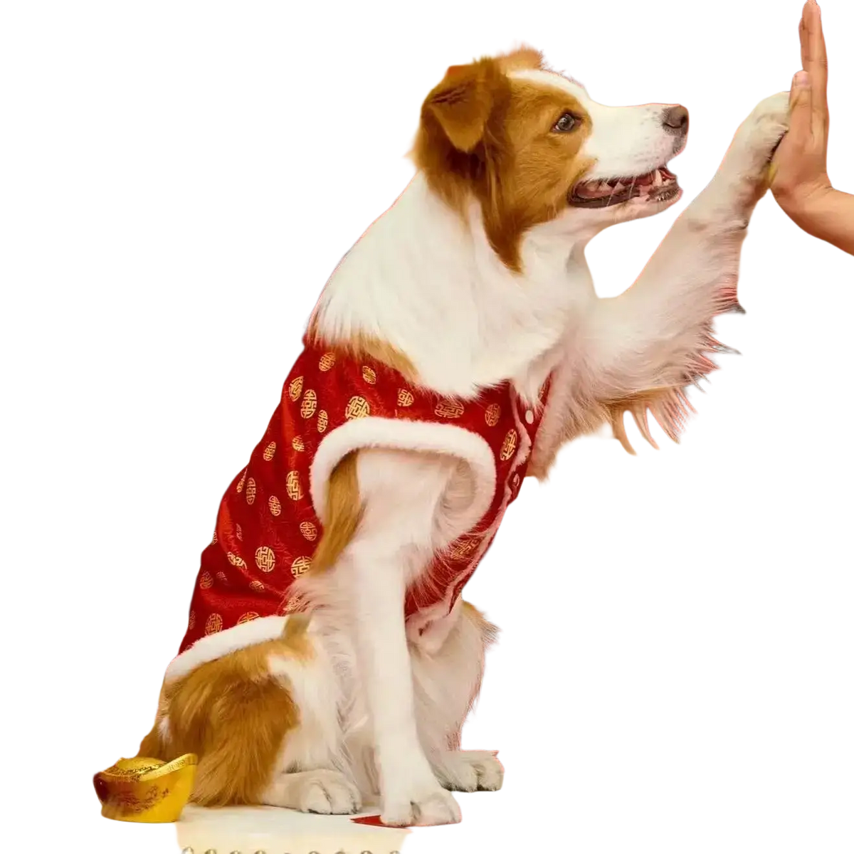 A brown and white dog wearing red traditional Chinese pattern pet clothing with white fur trim for large dogs
