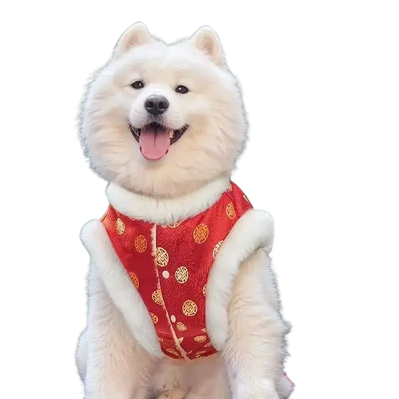 A fluffy white samoyed dog wearing red traditional chinese pattern pet clothing with gold circular designs for large dogs