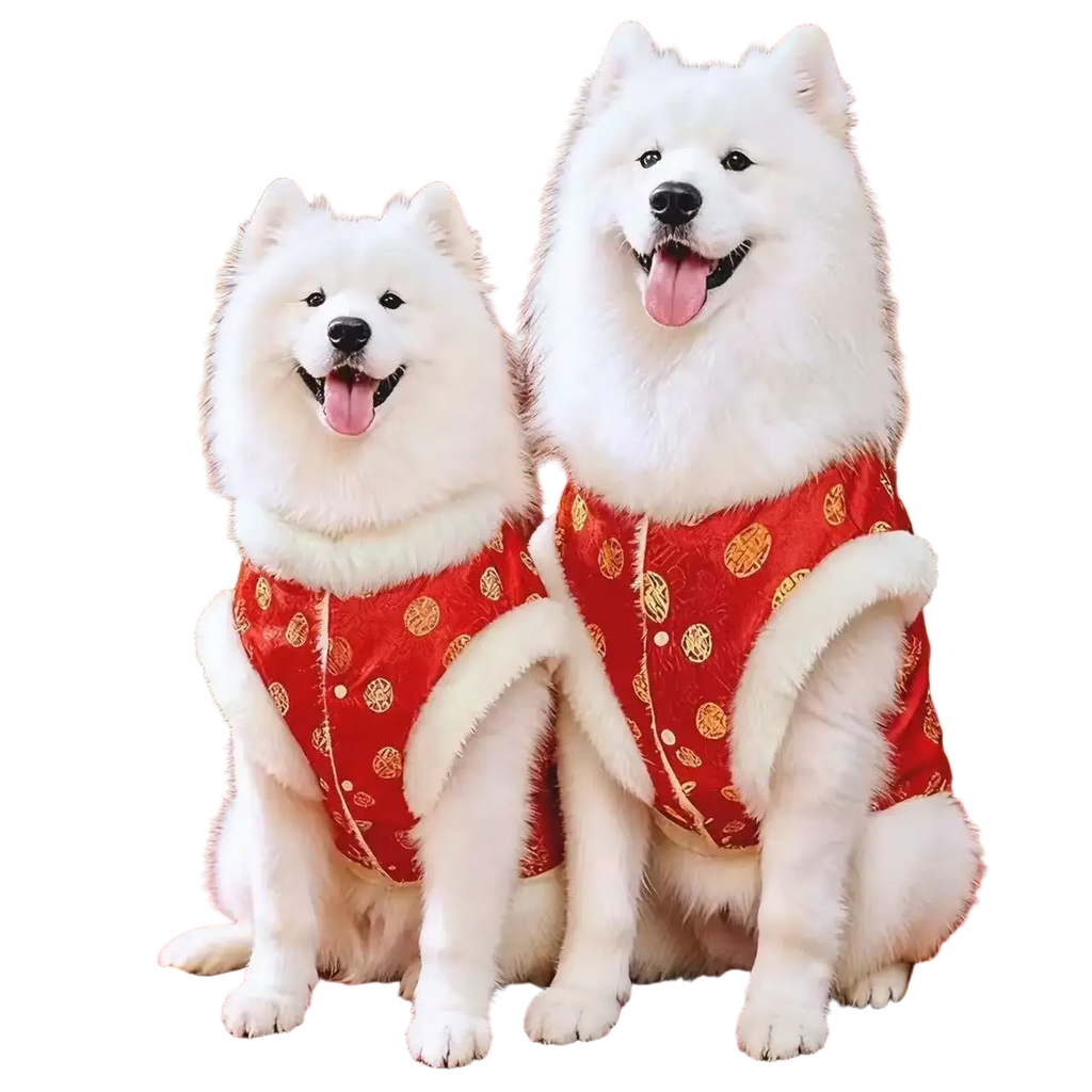 Two fluffy white samoyeds wearing traditional chinese pattern pet clothing in red vests for large dogs with fur trim