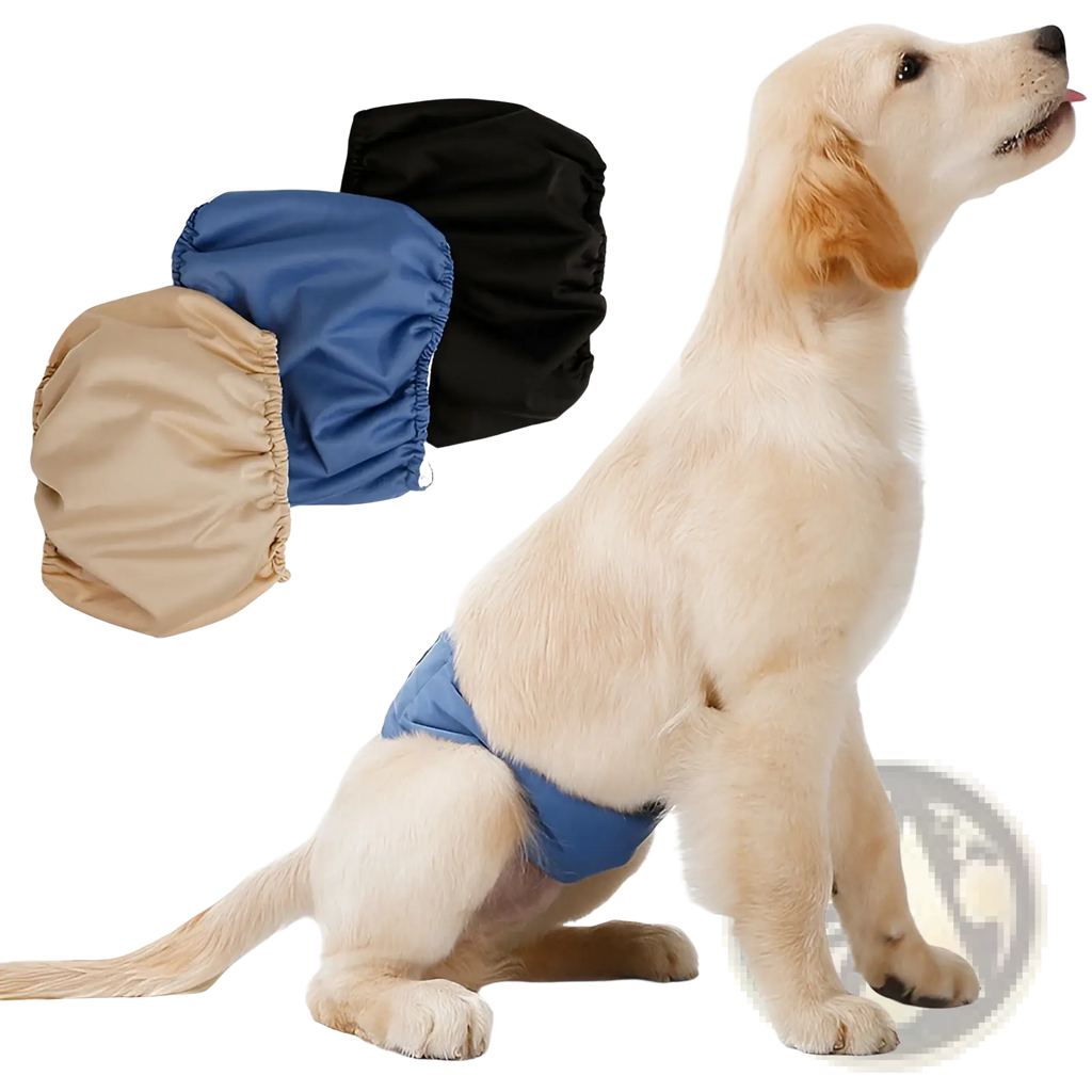 Blue washable male dog diaper sanitary belt made of absorbent material worn by a golden retriever puppy