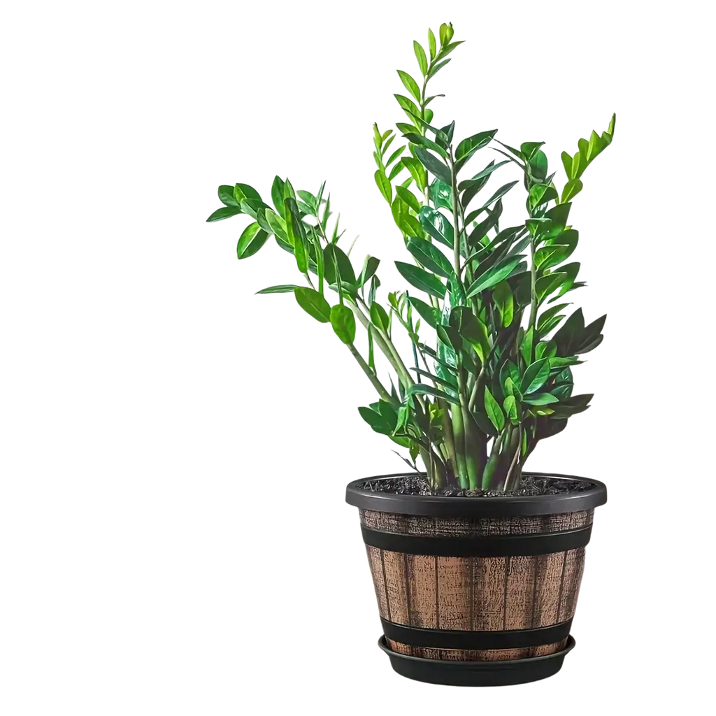 A vibrant green zz plant thriving in a rustic whiskey barrel plastic planter pot with black metal bands and drainage holes