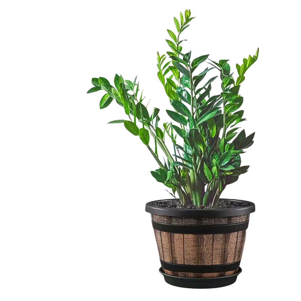 A vibrant green zz plant thriving in a rustic whiskey barrel plastic planter pot with black metal bands and drainage holes