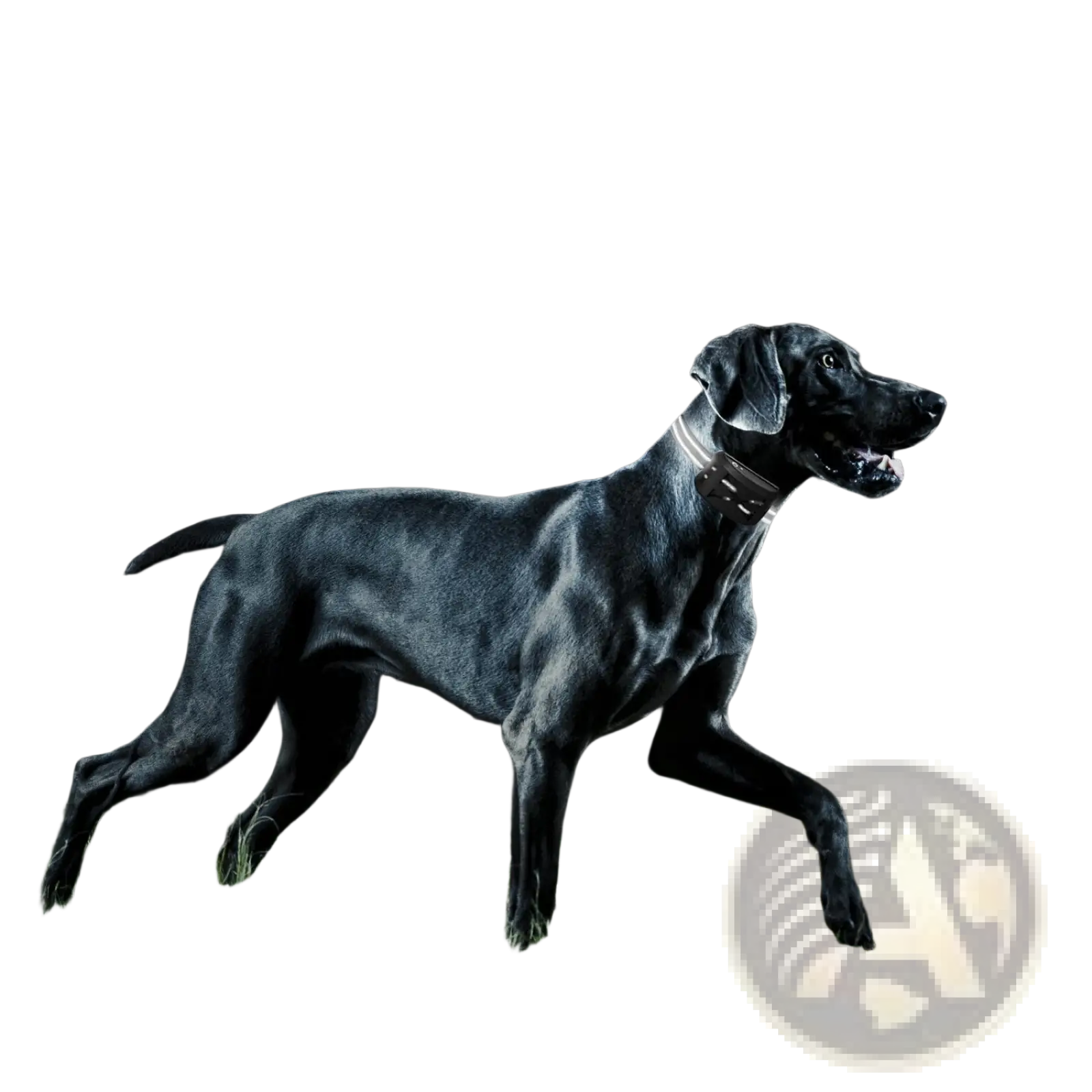 A sleek black wireless dog fence and training collar with two reflective metallic receivers for safe pet containment
