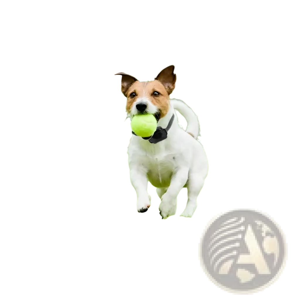A white and brown Jack Russell terrier carries a bright green tennis ball near a wireless electric dog fence collar system